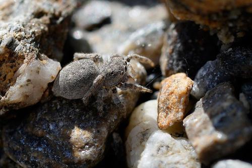 Réf. 347 003 : Attulus distinguendus